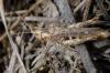 Chorthippus sp.